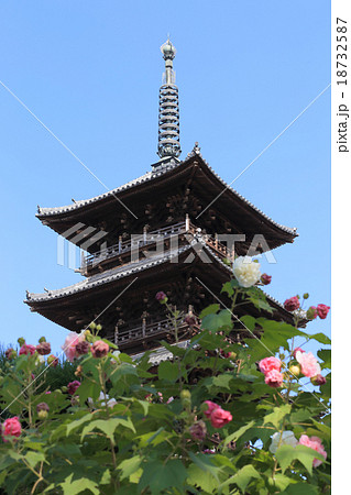 四国霊場第70番札所「本山寺」五重塔（解体修理直前）と芙蓉の花 18732587