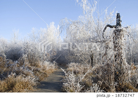 trees in a hoarfrost 18732747