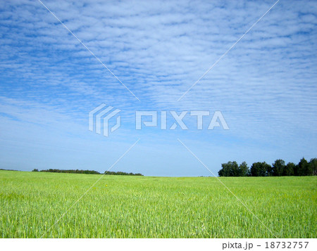 wheat field wheat field 18732757