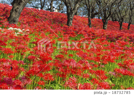 曼珠沙華の花 18732785
