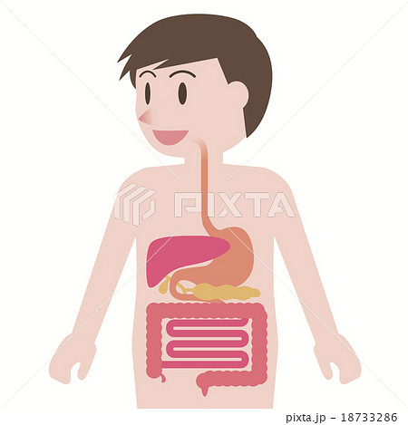 Human Digestive System Image Illustration Stock Illustration