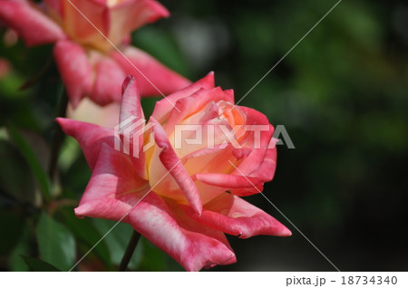 満開のダイアナプリンセスオブウェールズ 18734340