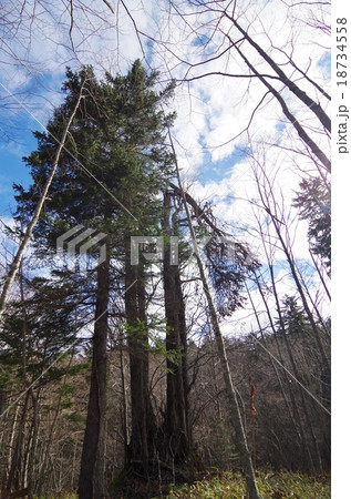 晩秋の原生林 晩秋の原生林 18734558