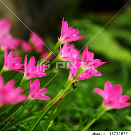 Rain Lily 18735677
