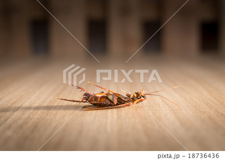 Dead cockroach on wood background dark tone Dead cockroach on wood background dark tone 18736436
