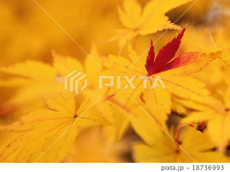 紅一点 紅一点 18736993