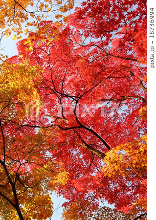 頭上の紅葉 頭上の紅葉 18736994
