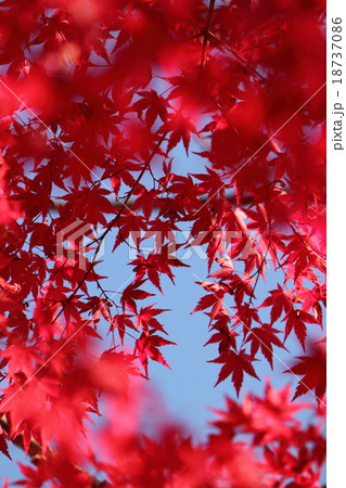 赤の奥の赤 18737086