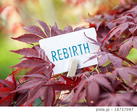 The Word „Rebirth“ in a fan-maple tree The Word „Rebirth“ in a fan-maple tree 18737097