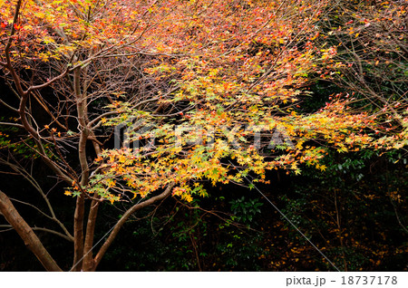 筑紫耶馬溪の紅葉 18737178