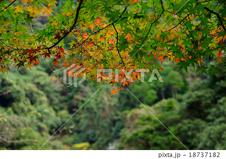 筑紫耶馬溪の紅葉の写真素材