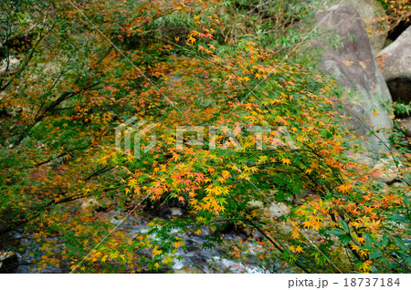 筑紫耶馬溪の紅葉の写真素材