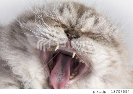 Cat yawn. focus on nose 18737634