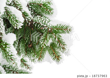Fir branch in snow isolated on the white  18737963
