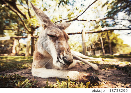 Australian kangaroo 18738296