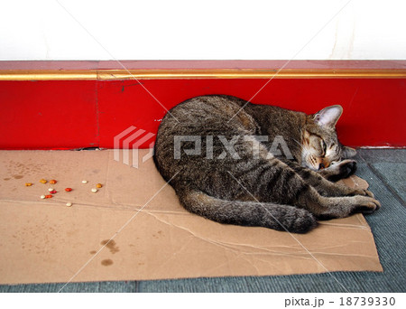 Stray cat Stray cat 18739330