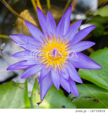 lotus flower lotus flower 18739826