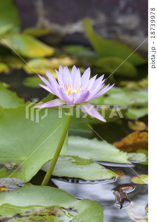 Lotus flower 18739978