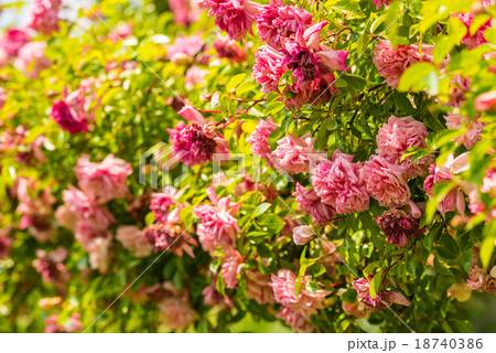 Bush of beautiful roses in a garden Bush of beautiful roses in a garden 18740386