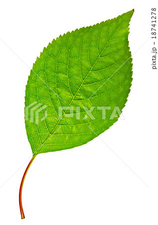 Green leaf Green leaf 18741278