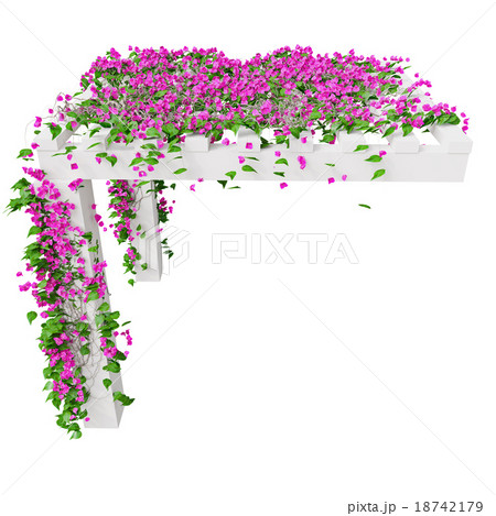Bougainvillea with pink flowers 18742179