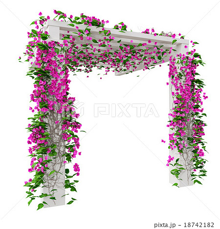 Pink flowers bougainvillea 18742182