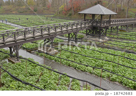 安曇野 秋のワサビ田 安曇野 秋のワサビ田 18742683