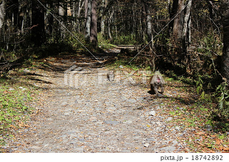 登山道のサル 18742892