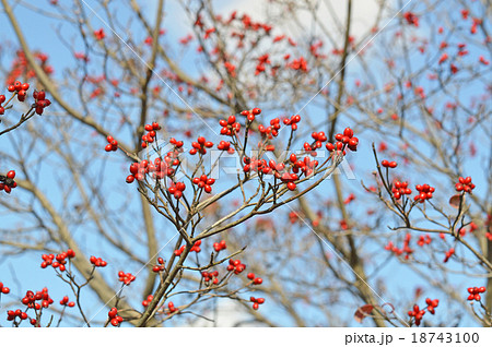 ハナミズキの実 ハナミズキの実 18743100
