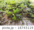樹に生えたコケ 18743119