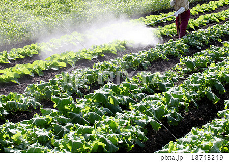 畑の農薬散布 18743249