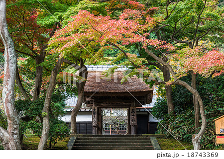 秋の鎌倉　円覚寺　居士林 18743369