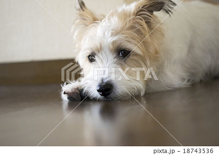 伏せる犬の写真素材