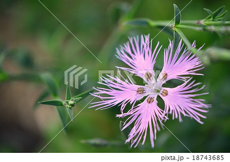 カワラナデシコ 別名 ナデシコ ヤマトナデシコ の花の接写の写真素材