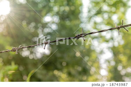 barbed wire with raylight and bokeh background 18743987