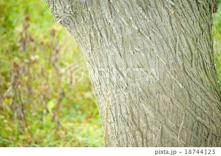 網の模様のあるセンダンの幹 18744123