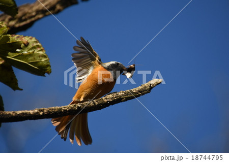 餌を咥えたジョウビタキ 18744795