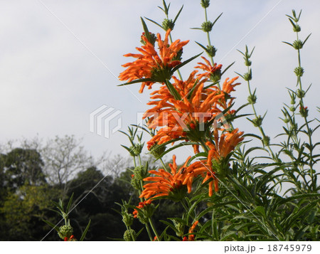 花びらに毛が生え、綿を着せたよな カエンキセワタのオレンジ色の花 18745979