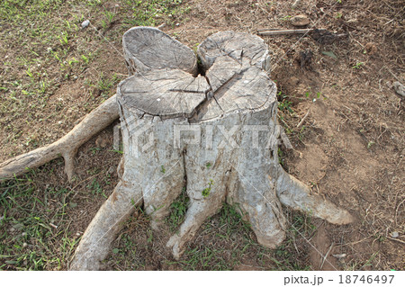 The deforestation The deforestation 18746497