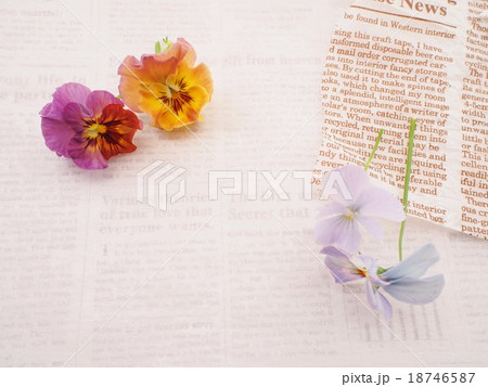 パンジーとビオラ 18746587