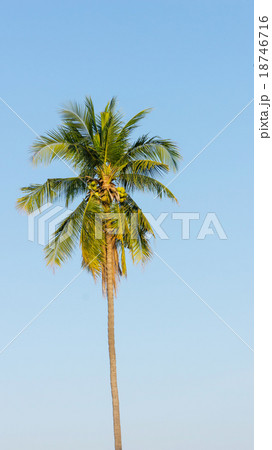 Coconut tree Coconut tree 18746716