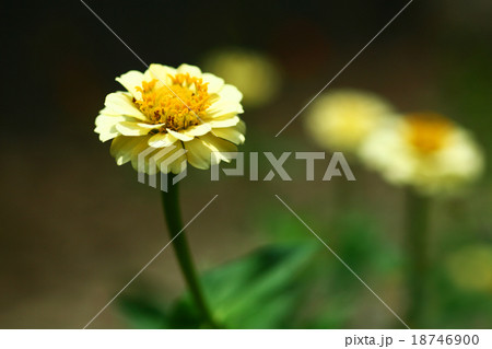 百日草　黄色い花 18746900