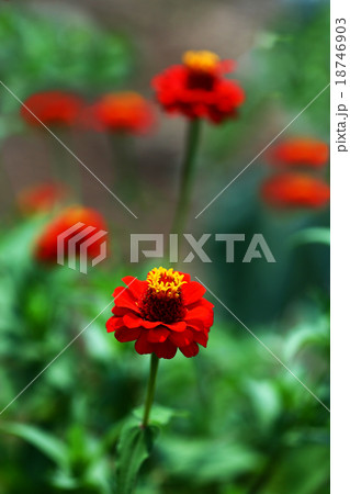 百日草 赤い花 百日草 赤い花 18746903