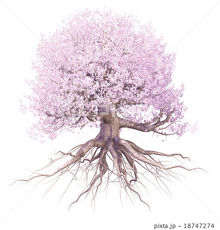 Cherry Tree Full Bloom Stock Illustration