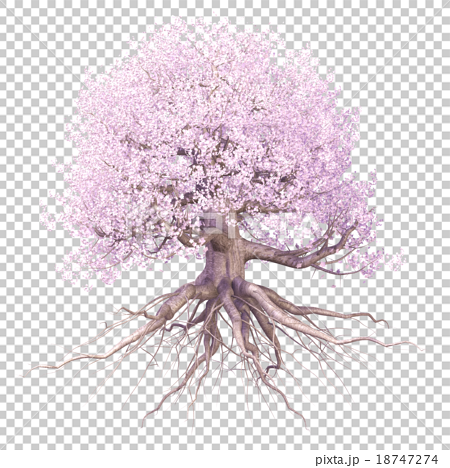 桜の木 満開のイラスト素材