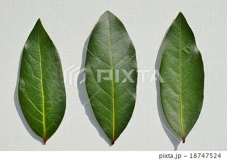 ローリエの葉 18747524