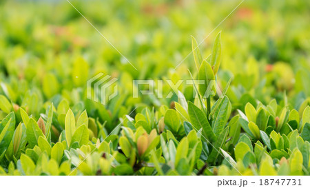 Ixora flower in the garden Ixora flower in the garden 18747731