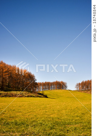 カラマツ カラマツ 18748844