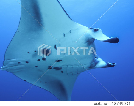 マンタ 18749031