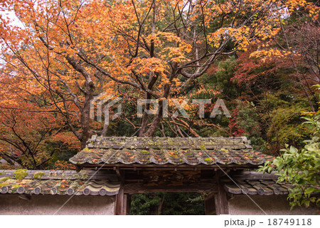 湖東三山 紅葉の金剛輪寺 雨上がりの屋根 湖東三山 紅葉の金剛輪寺 雨上がりの屋根 18749118